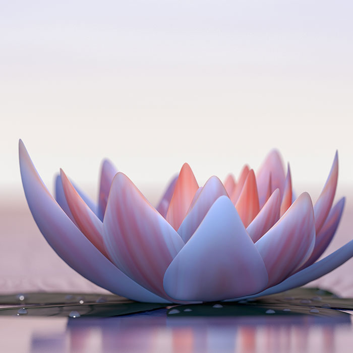 lotus flower