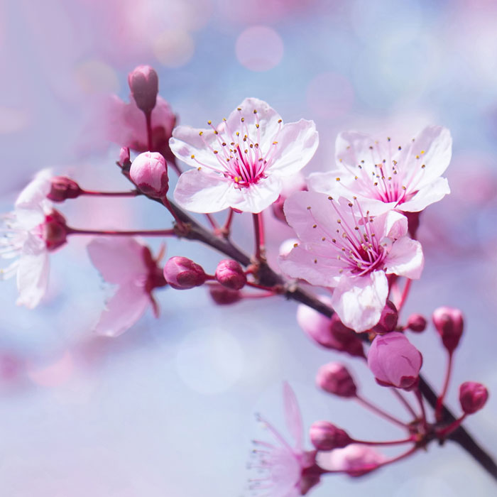 closeup of cherry tree blooming